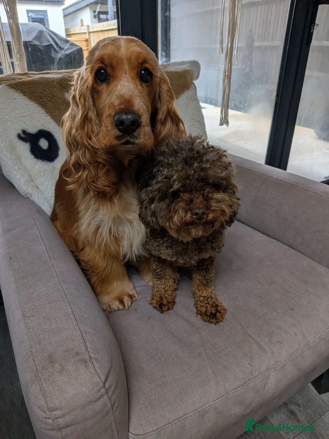 Cockapoo dogs for sale: 🐾 Adorable F1 Cockapoos Ready to Reserve Now! 🐾 in Bedford - Advert 1