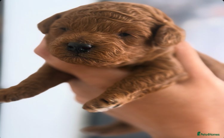 Toy Poodle dogs - Advert 2