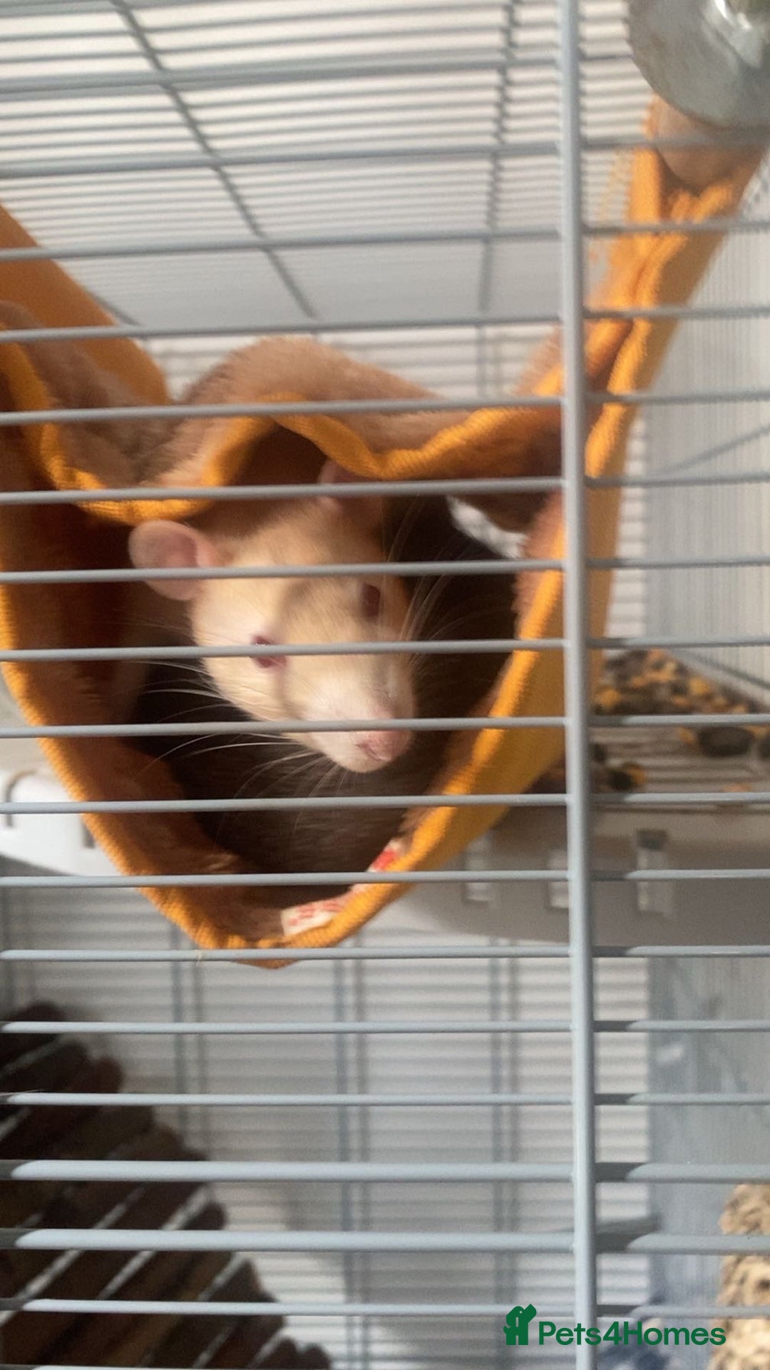 Rat rodents for sale: 2 Male Rats (FULL SET UP INCLUDED) - Advert 2