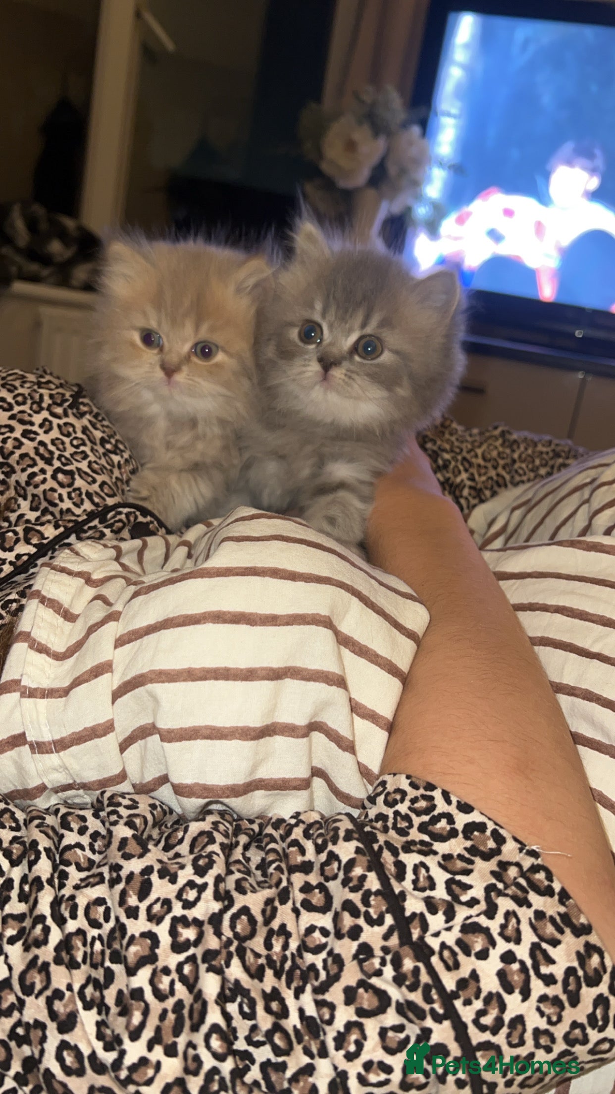 Persian cats 2 Persian kittens  - Advert 4