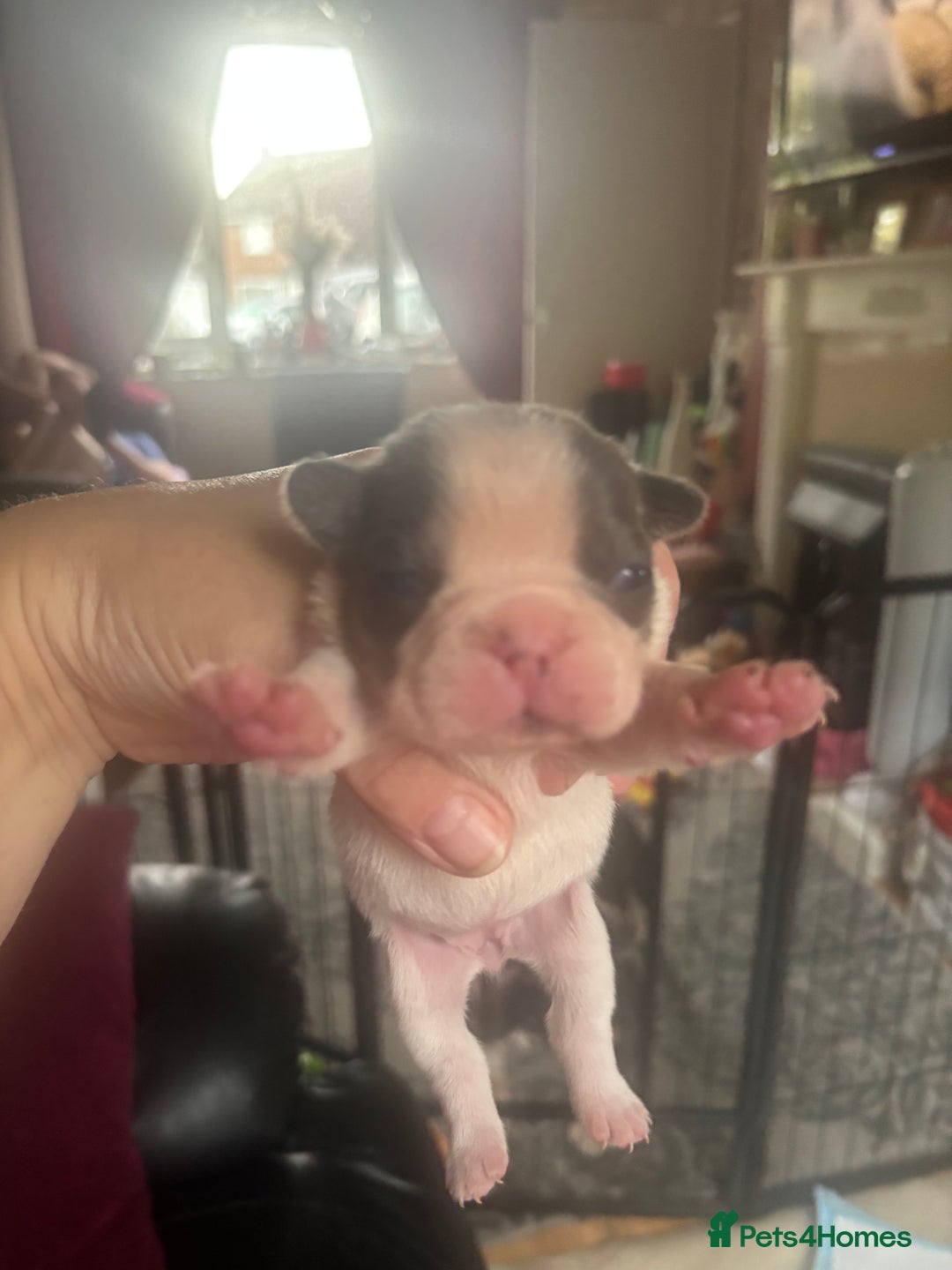 French Bulldog dogs for sale: Chunky French bulldog pups 4 girls  - Image 17