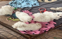 Bichon Frise dogs for sale: Pure bichon frise puppies  - Image 7