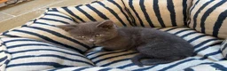 British Shorthair cats for sale: 2 Beautiful Kittens for sale - Blue Grey and Tabby - Advert 3
