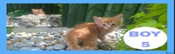 Mixed Breed cats for sale: Stunning kittens for sale! - Advert 2