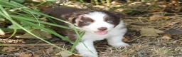 Border Collie dogs for sale: Border Collie Puppies for Sale - Advert 21