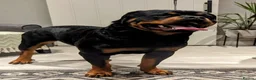 Rottweiler dogs for sale: KC Reg Rottweiler Puppies - Champion Bloodlines - Advert 4