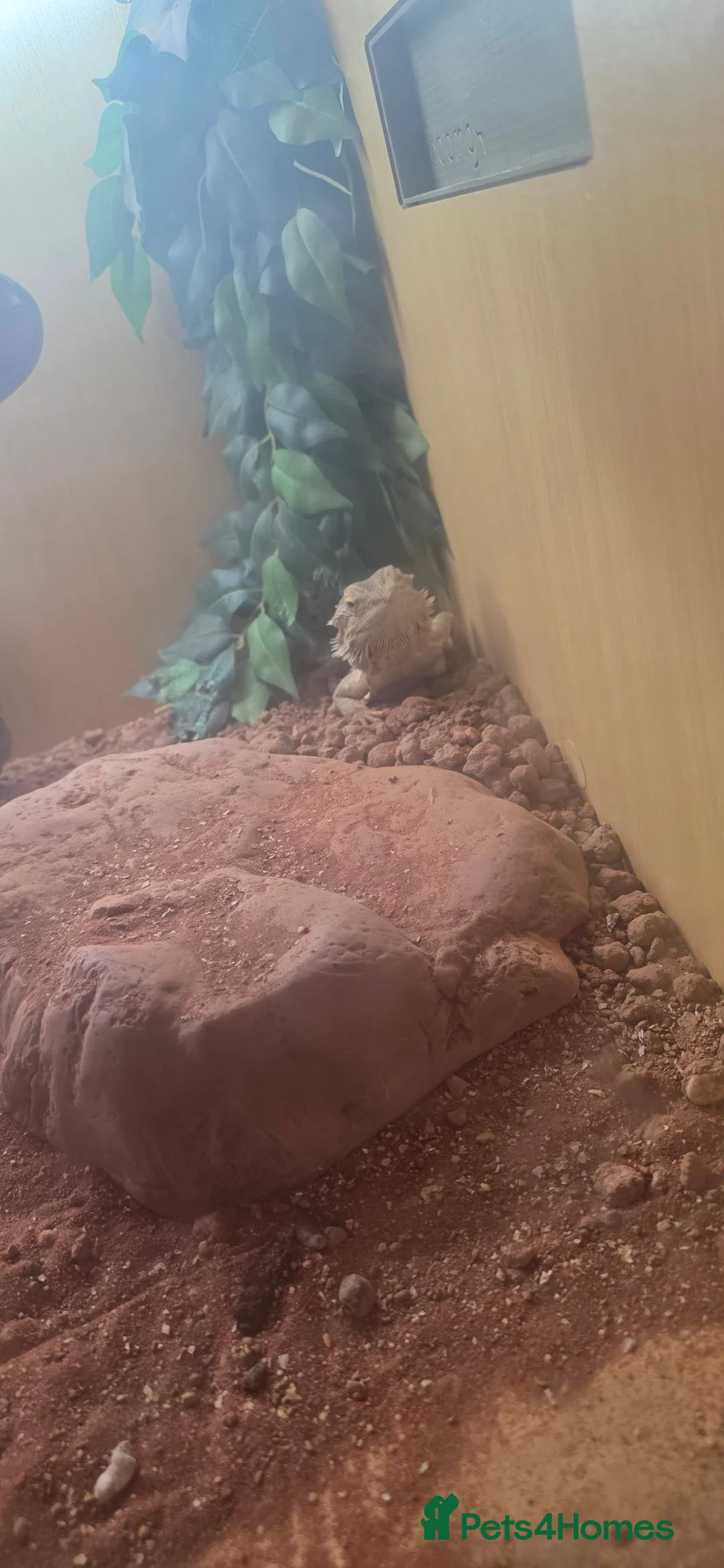 Bearded Dragon reptiles for sale: Bearded dragon  in Tipton - Advert 2