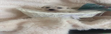Mixed Breed 2