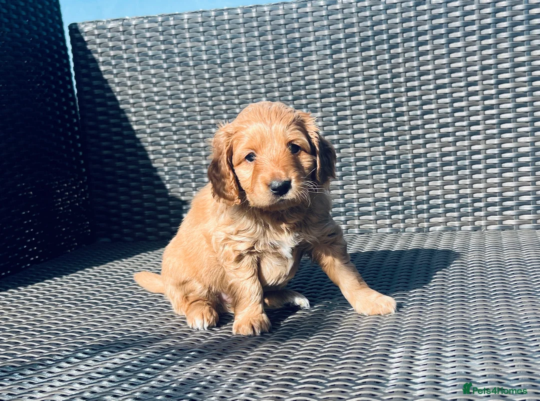 Mixed Breed dogs for sale: Hassan H - Advert 2