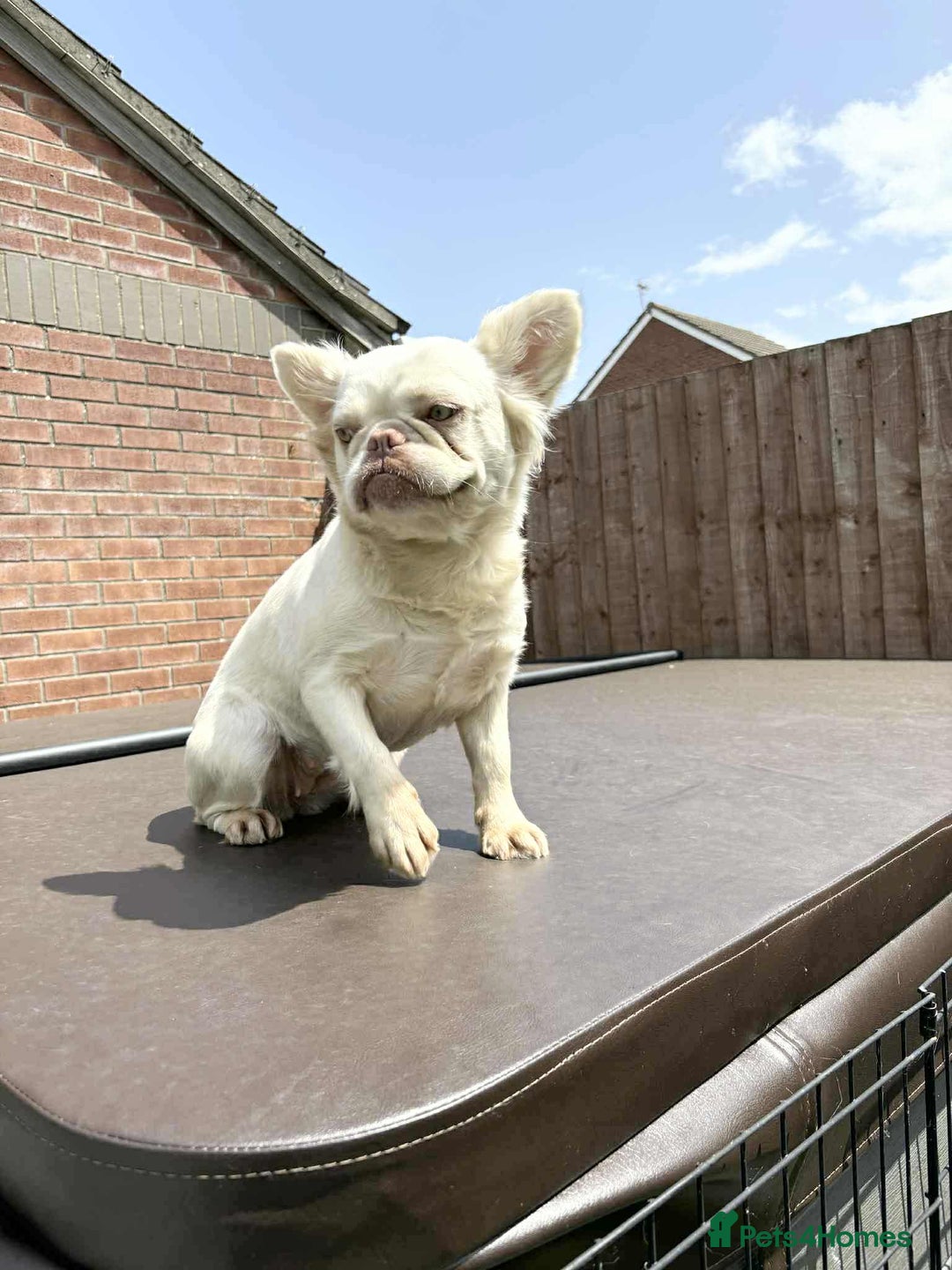 French Bulldog dogs for sale: Visual fluffy frenchie carrying pink, chocolate  - Image 2