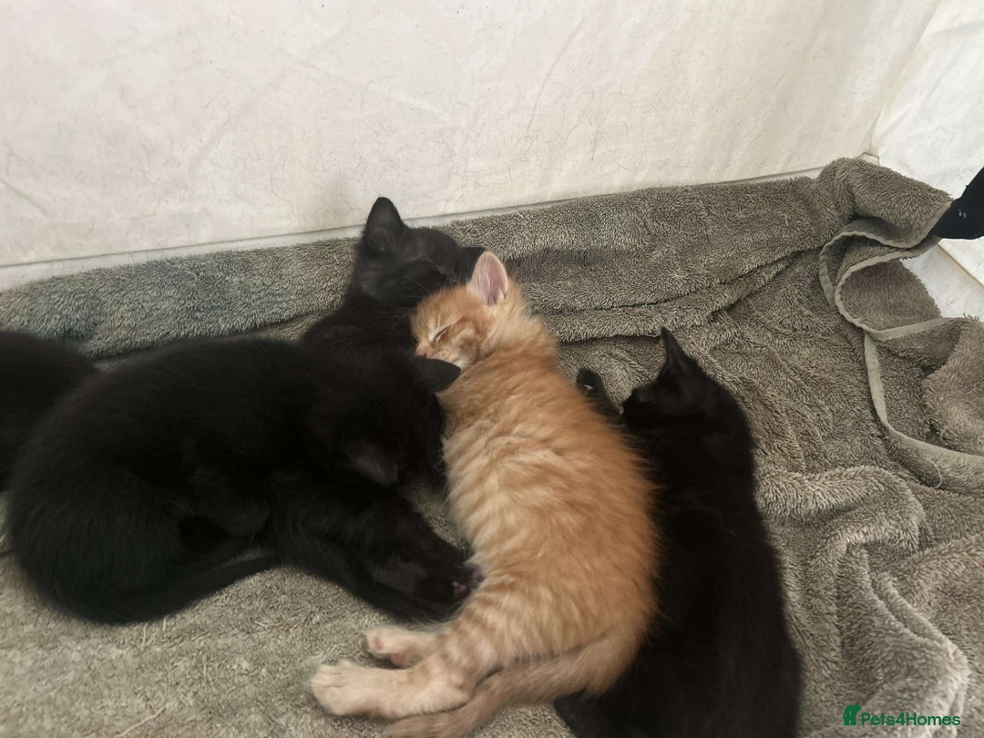 British Shorthair cats for sale: 6 beautiful kittens  - Image 3
