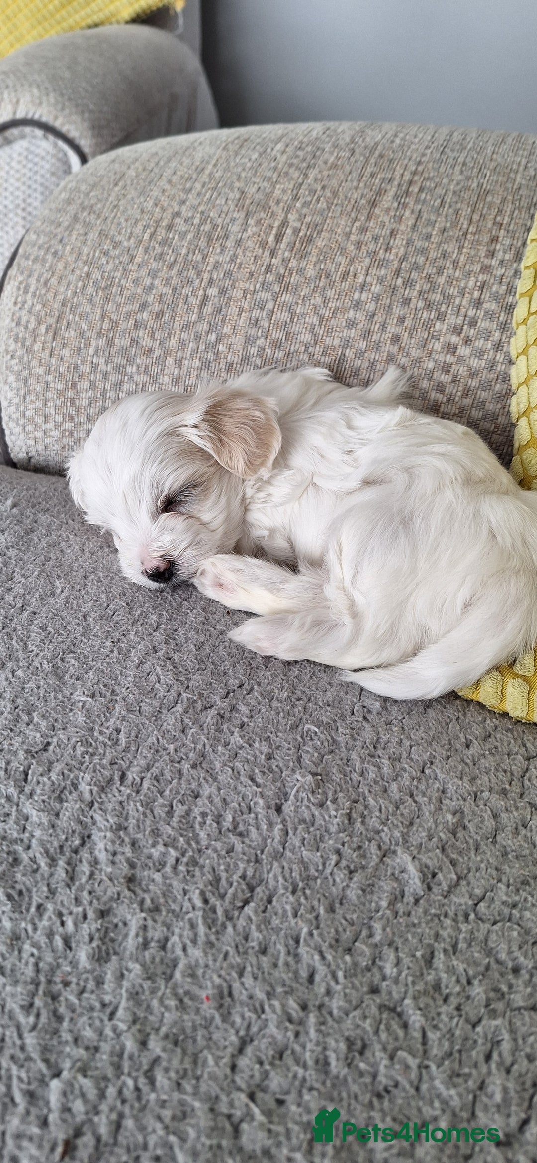 Maltipoo dogs for sale: Maltipoo puppy  - Image 2