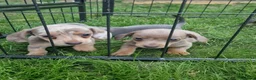 Miniature Dachshund dogs for sale: READY NOW 3 boys left Blue dapple daxies - Advert 17