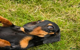 Miniature Dachshund dogs for sale: Loving, Happy Girl looking for loving home  - Image 1
