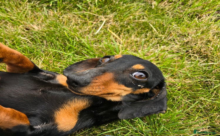 Miniature Dachshund dogs - Advert 1