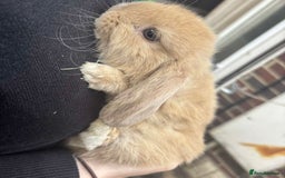 Mini Lop rabbits for sale: Beautiful mini lop rabbits  - Image 6