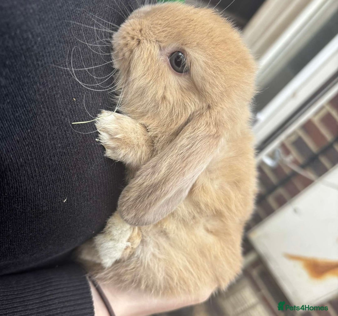Mini Lop rabbits for sale: Beautiful mini lop rabbits  - Image 6