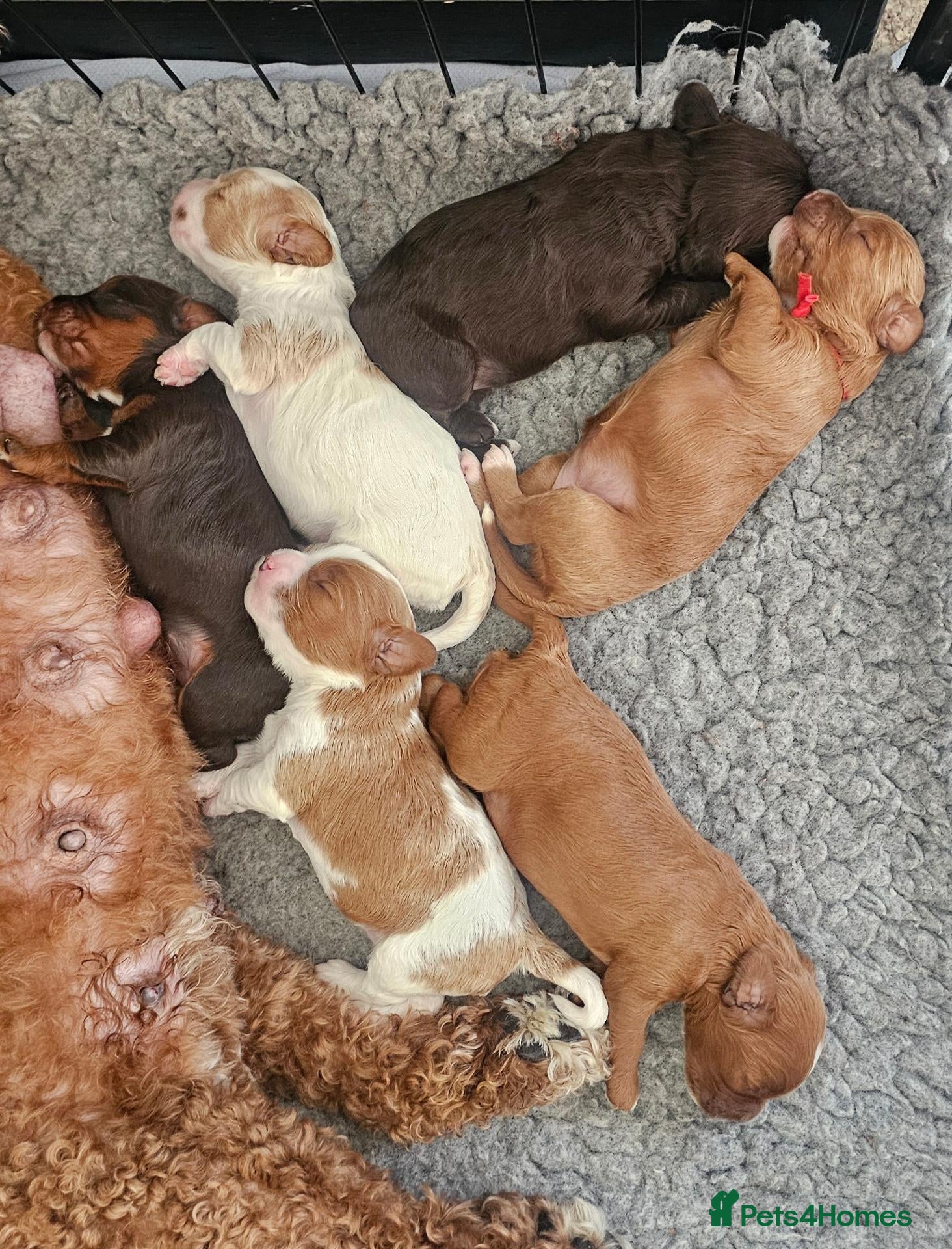 Cavapoo dogs 3 F1 Cavapoo’s health tested  - Advert 1