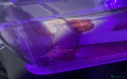 Hamster rodents for sale: Chunk the hamster  - Image 9