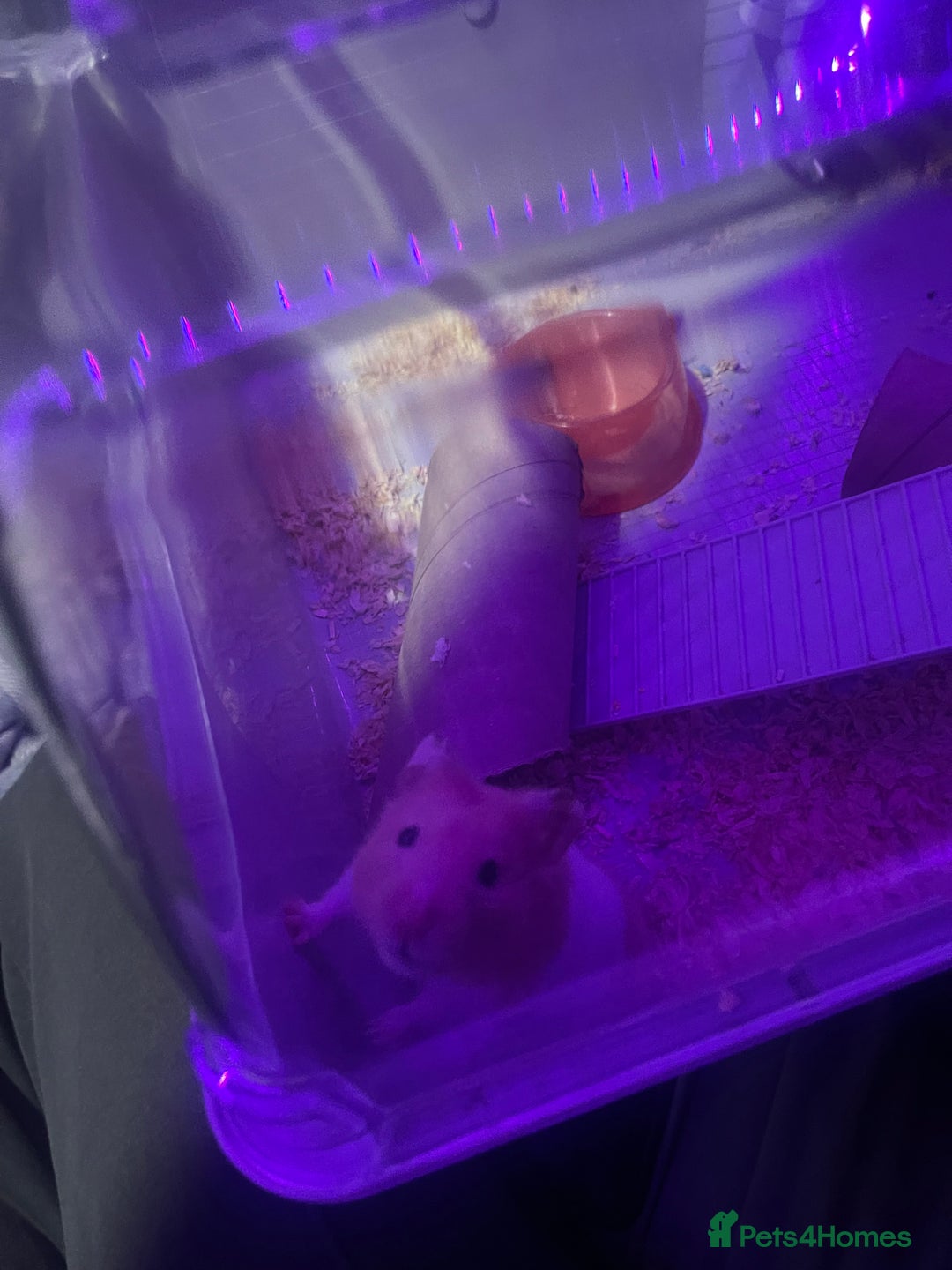 Hamster rodents for sale: Chunk the hamster  - Image 9