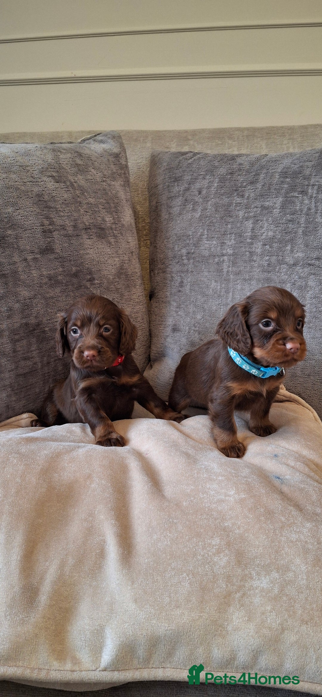 Cocker Spaniel dogs for sale: Kc reg working cocker spaniel puppies  - Advert 5