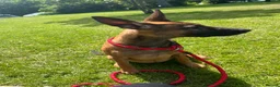 Mixed Breed dogs for sale: Doberman x Malinois x German Shepherd Puppies  - Advert 17