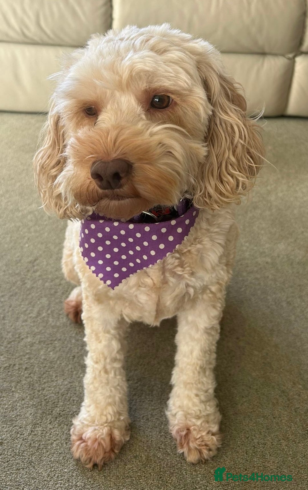 Cockapoo dogs for sale: 6 1/2 Year Old Cockapoo - Advert 1