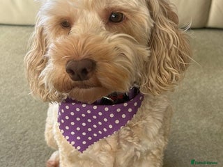 Cockapoo dogs 6 1/2 Year Old Cockapoo - Advert 2