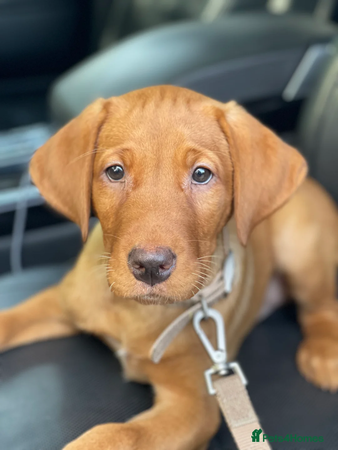 Labrador Retriever dogs for stud: Stunning KC dark Fox Red stud in Ware - Advert 8