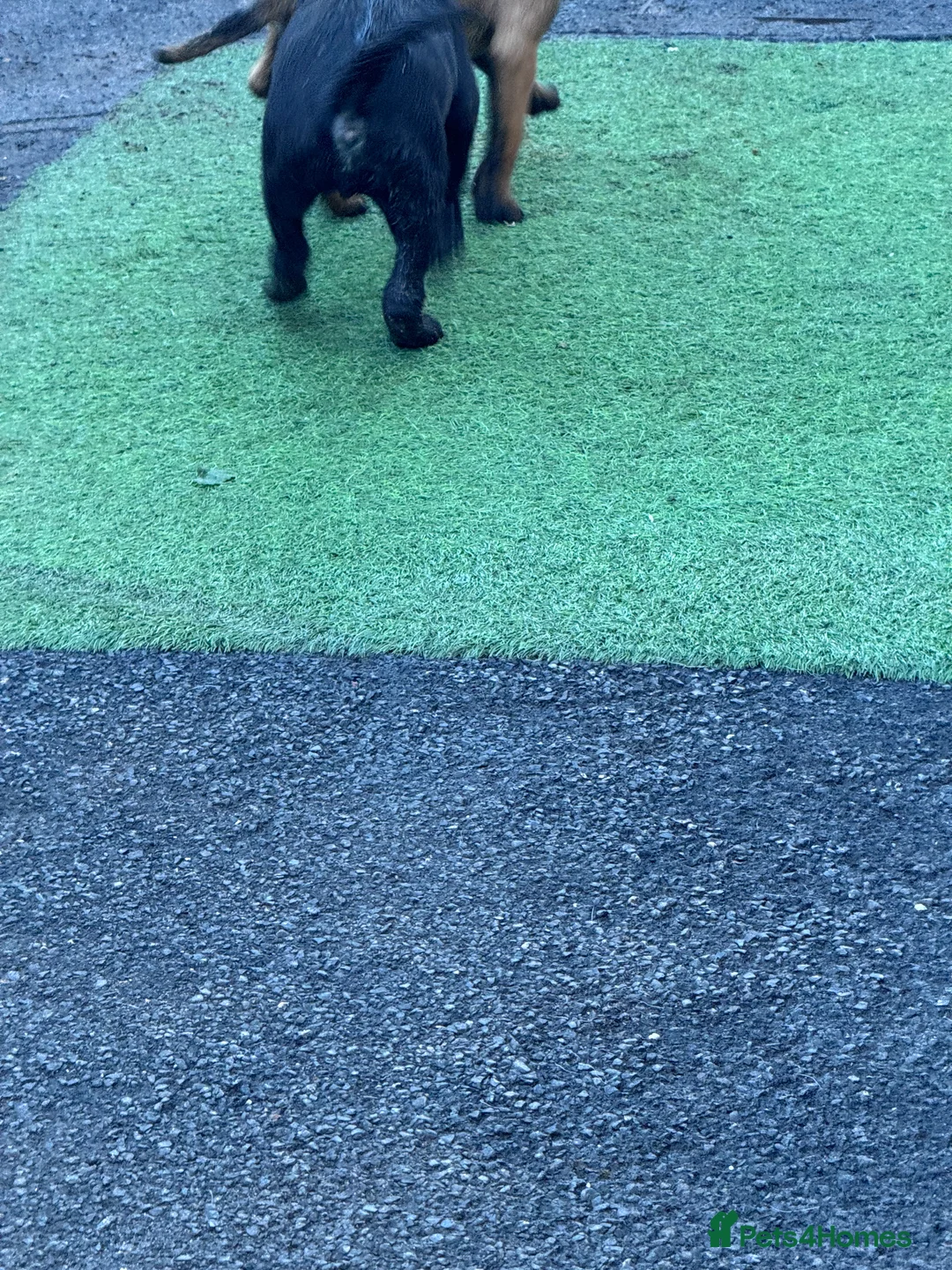 Belgian Shepherd Dog dogs for sale: Belgium Shepherd - Advert 3