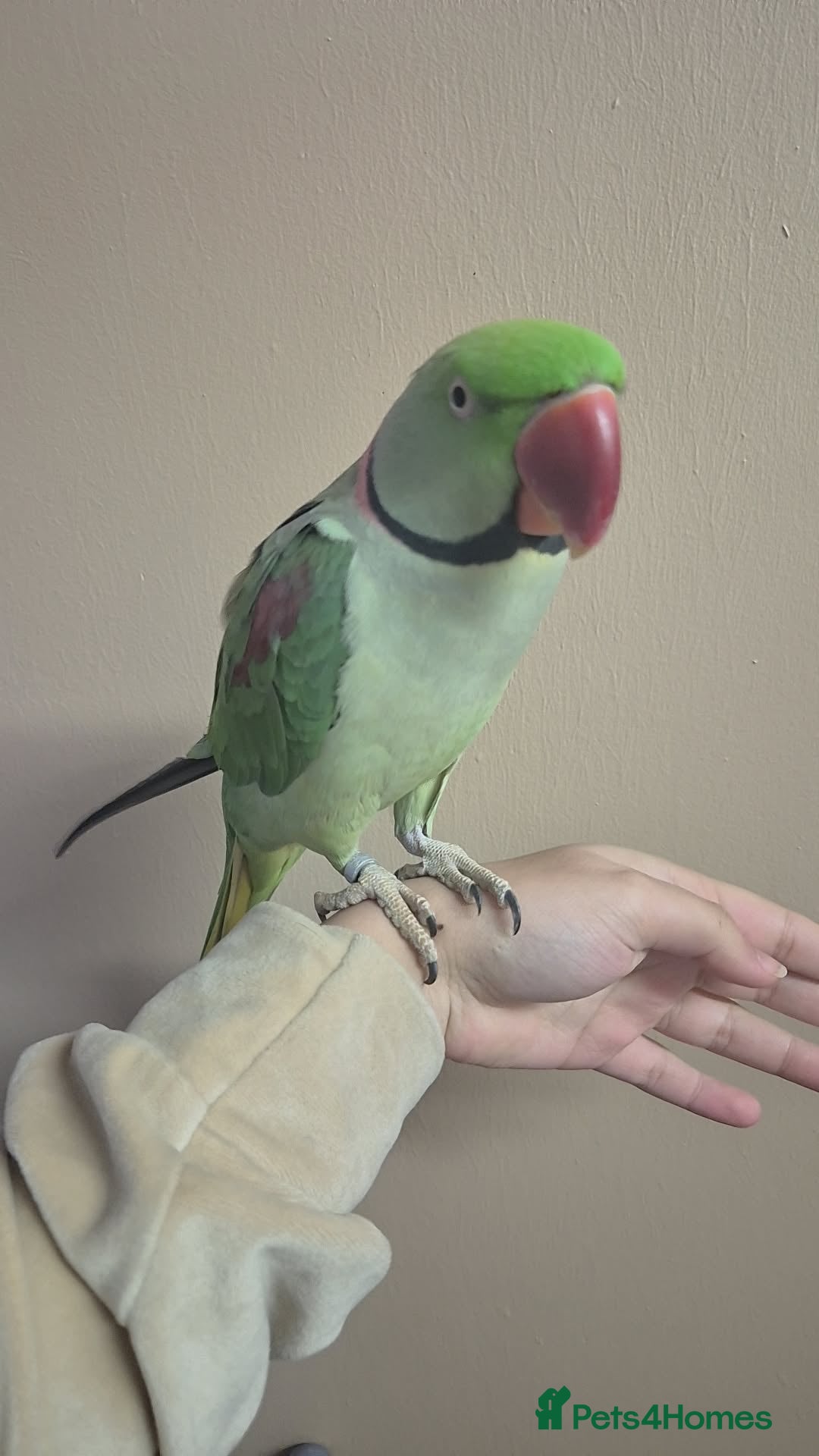 Parrots birds for sale: Male alexander parrot for sale - Advert 6