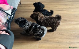 Shihpoo dogs for sale: Outstanding Shihpoo puppies - Image 4