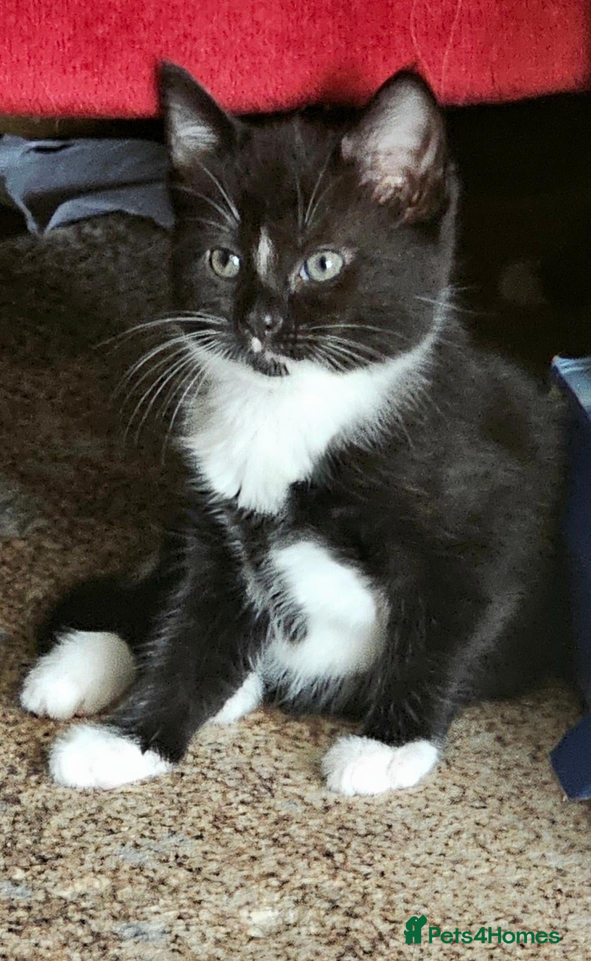 Mixed Breed cats Adorable Black & White Kittens for Sale 🐾 - Advert 1