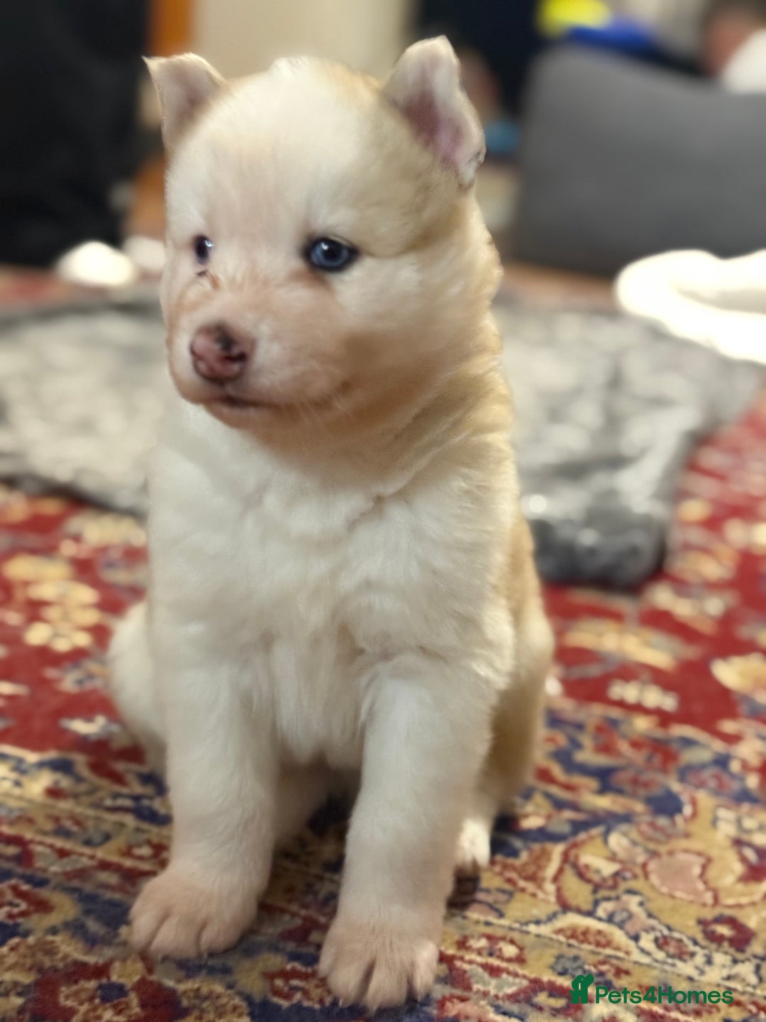 Siberian Husky dogs for sale: Beautiful Purebred Siberian Husky puppies  - Image 7