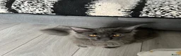 Maine Coon cats for sale: Maine Coon Kittens – 4 Available !!! - Advert 29