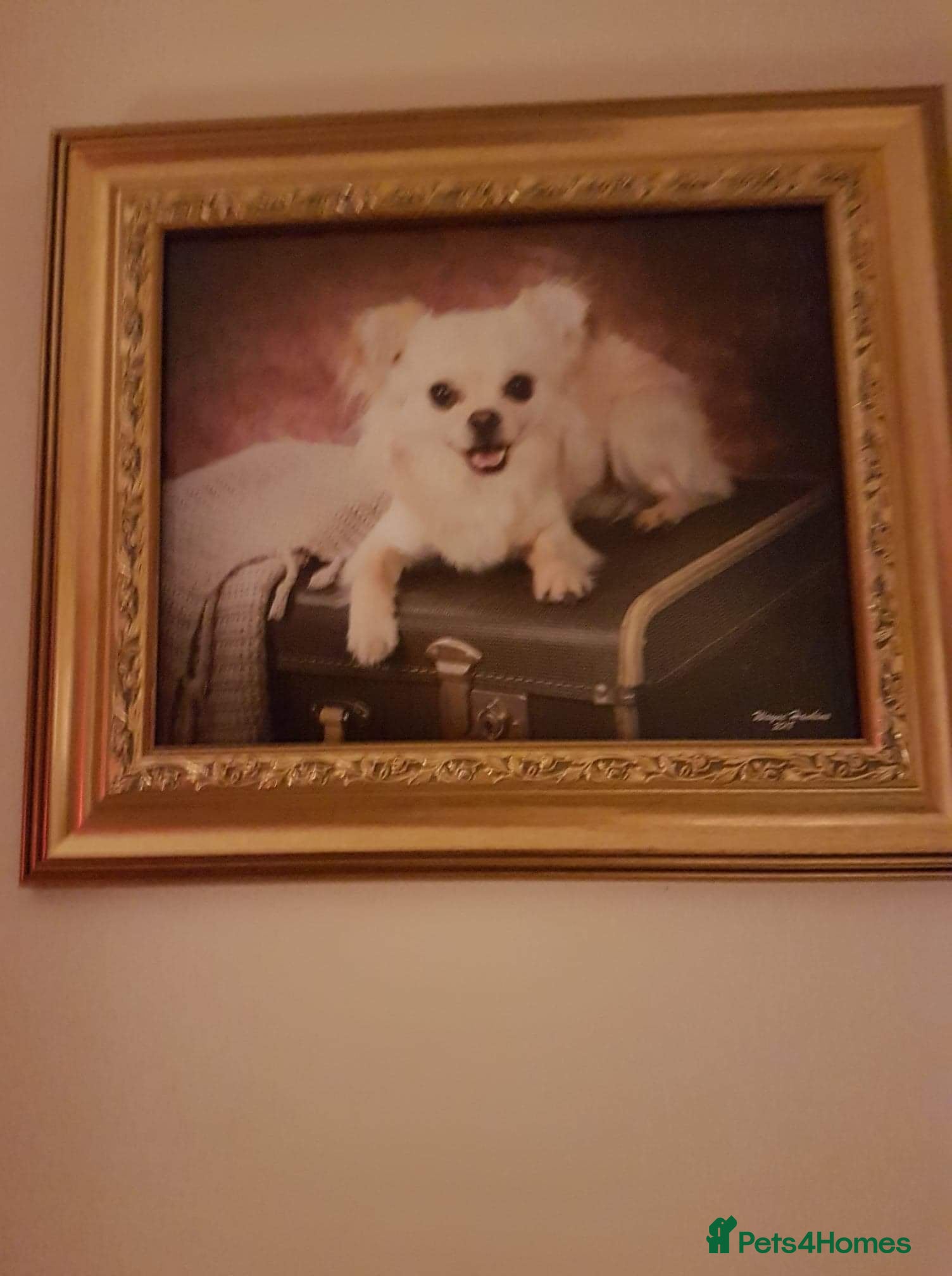 Chihuahua dogs Sir Tom Jones - Advert 1