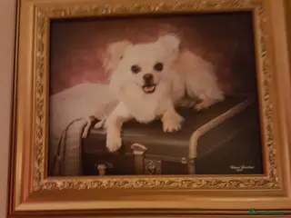 Chihuahua dogs Sir Tom Jones - Advert 1