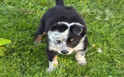 Border Collie dogs for sale: Border Collie Puppies  - Image 1