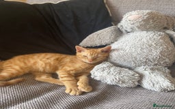 Mixed Breed cats for sale: Beautiful ginger boy kitten - Image 1