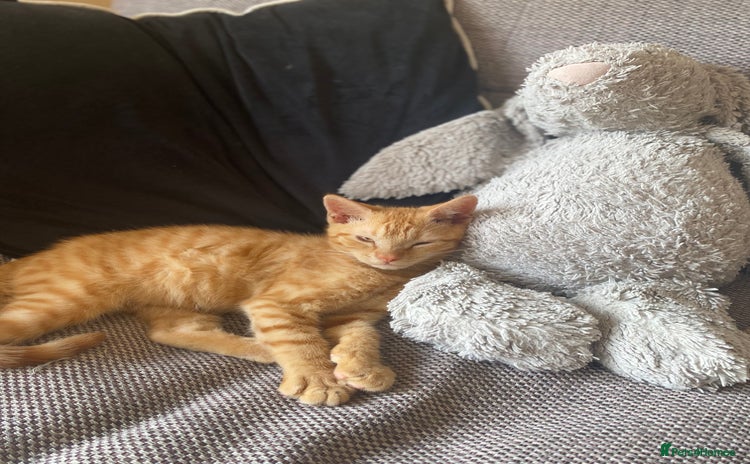 Mixed Breed cats - Advert 6