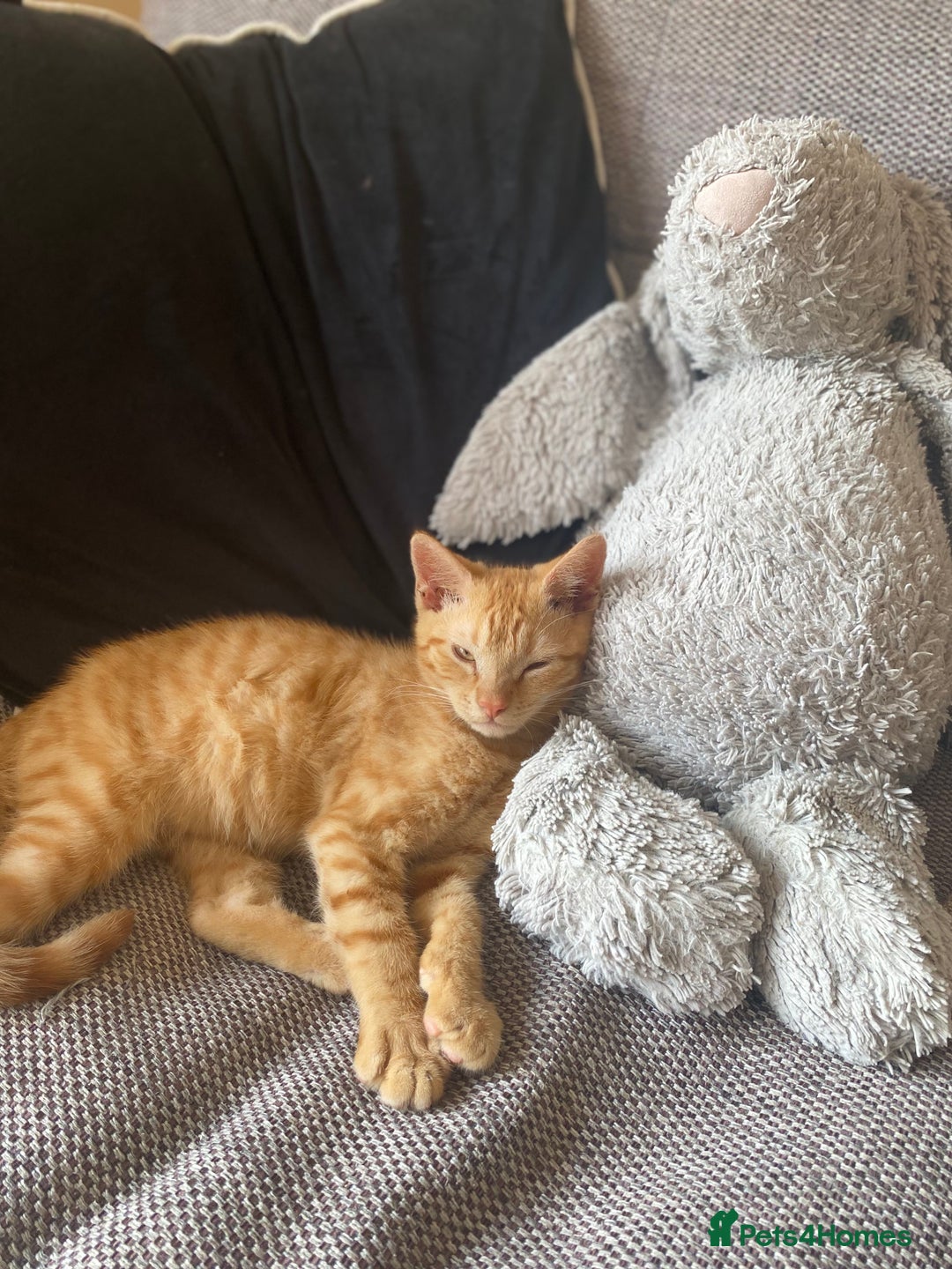 Mixed Breed cats for sale: Beautiful ginger boy kitten - Image 1