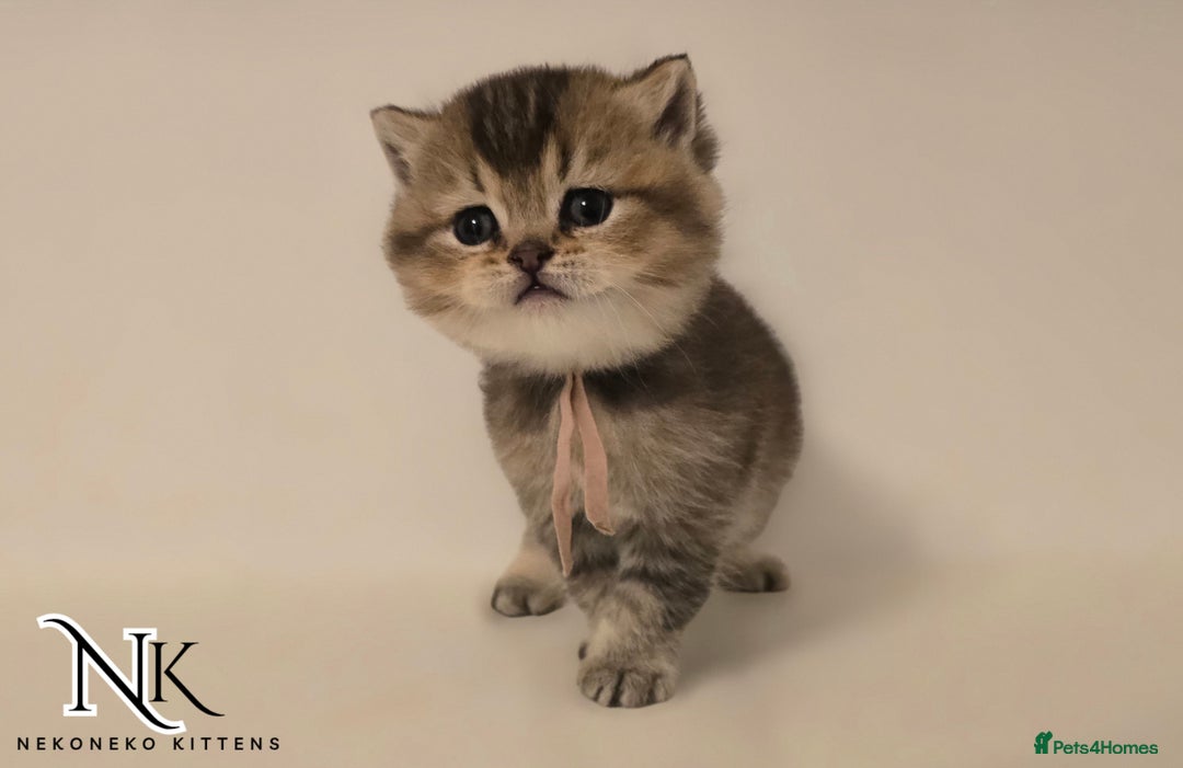 British Shorthair cats for sale: GCCF REGISTERED BSH TEDDY'S 🐻 🧸  - Advert 14