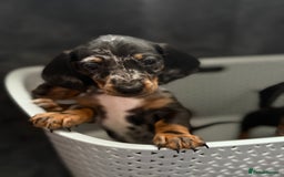 Dachshund dogs for sale: Miniature dachshund  - Image 13
