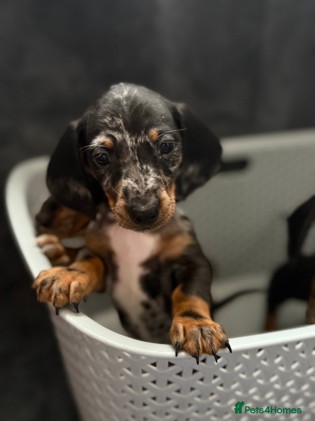 Dachshund dogs for sale: Miniature dachshund  - Image 13