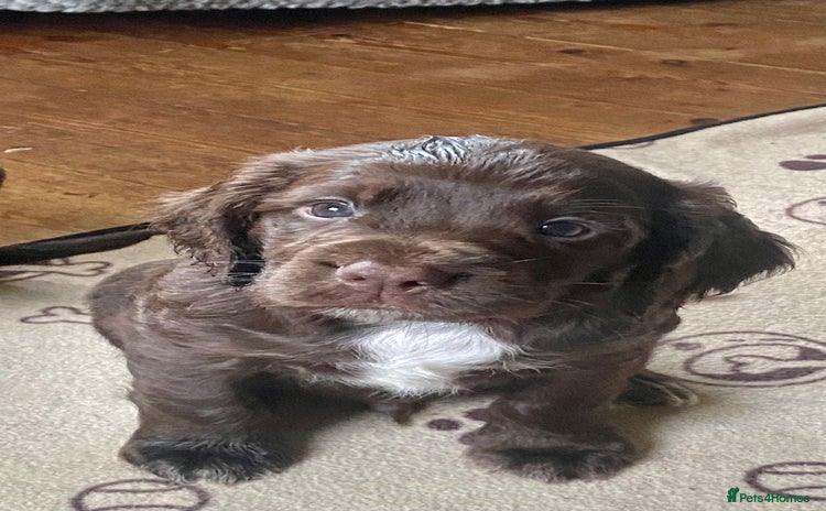 Sprocker dogs - Advert 5