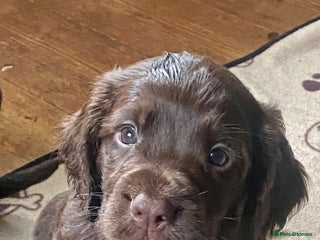 Sprocker dogs - Advert 25