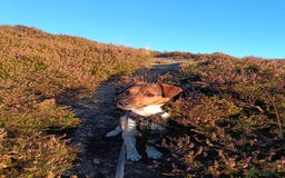 Jack Russell dogs for sale: Male Jack Russell for sale in Bingley - Image 2
