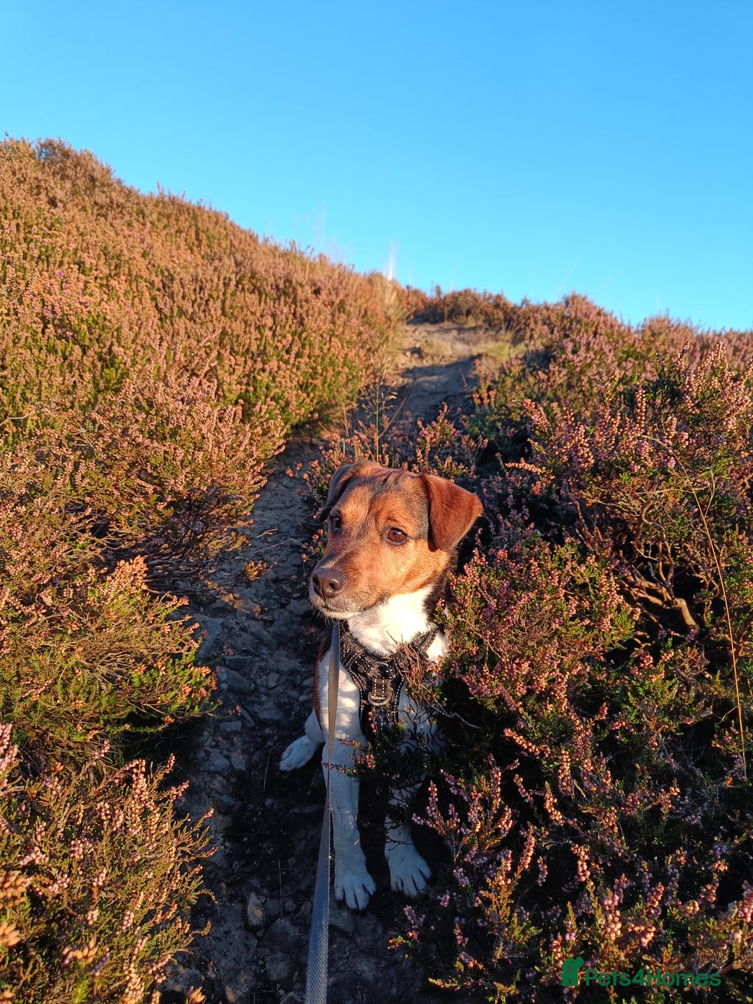 Jack Russell dogs for sale: Male Jack Russell for sale in Bingley - Image 2