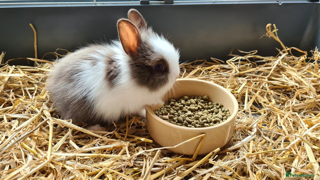 Lionhead rabbits for sale: Gorgeous Baby Lionhead Bunnies - Image 5