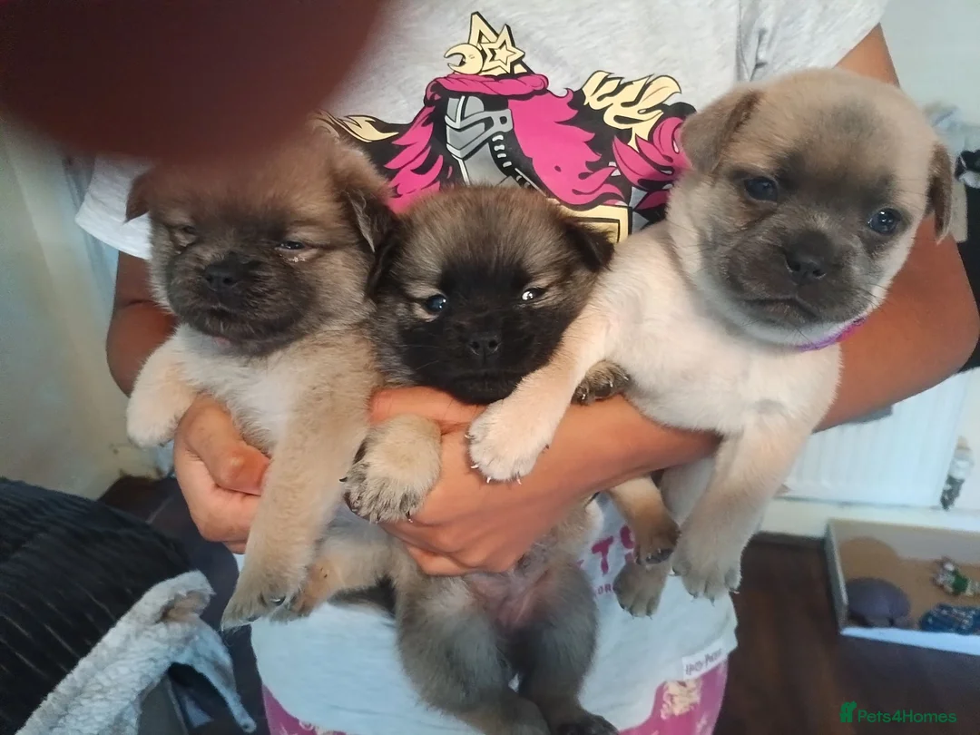 Mixed Breed dogs for sale: Chugs  in Tipton - Advert 2
